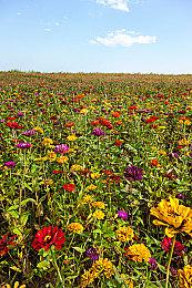 《碧蓝幻想versus：崛起》现已发售 试玩Demo上线